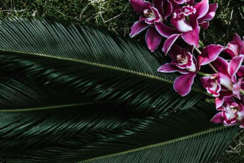 Tropical arrangement with dendrobium and sago palm