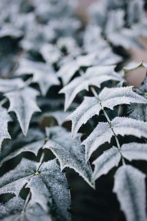 Detail of leaves covered in frost