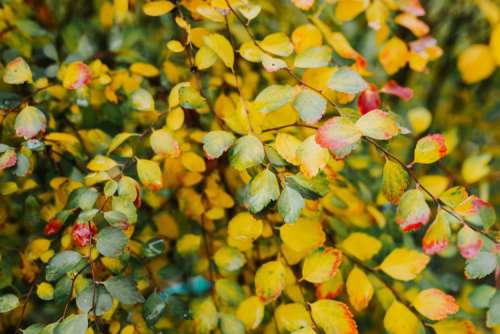 Yellow leaves