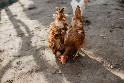 Farm chicken eating seeds