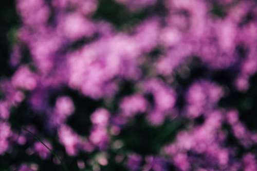 Pink flowers blooming in spring