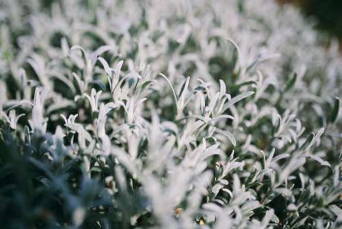 Closeup view of nature