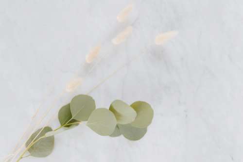 Dried flowers and eucalyptus on white marble