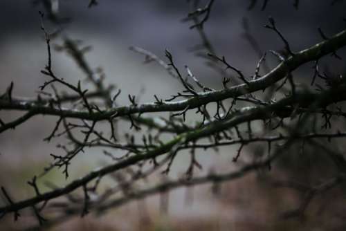 A walk in an autumn forest