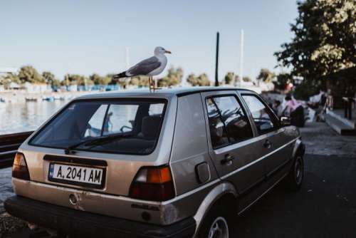 Seagull on a car roof