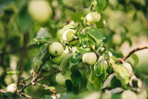 Flowers, fruits and vegetables in the garden