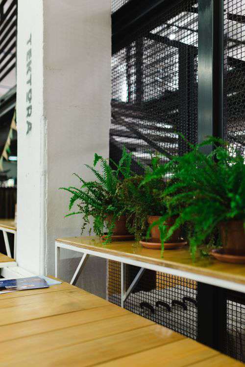 Plants in flowerpots on an exhibition