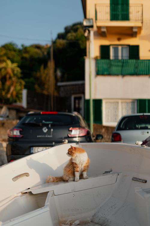 Cats from Sorrento, Italy