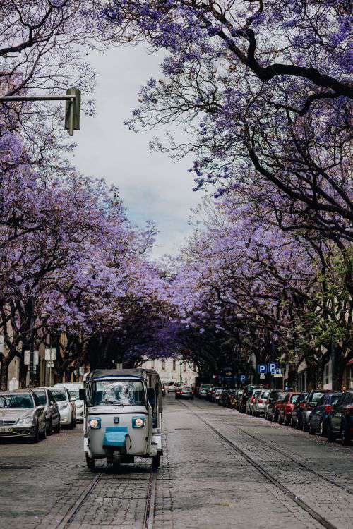 Purple Jacaranda trees. At Avenida Dom Carlos I, Lisbon, Portugal