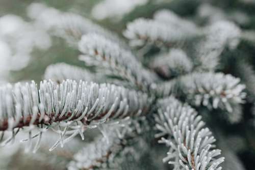 Frozen leaves & twigs