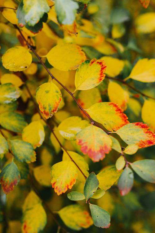 Yellow leaves