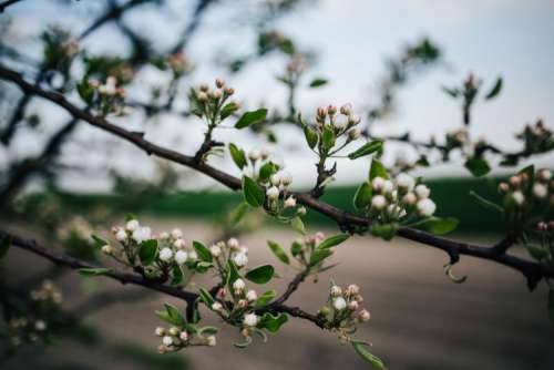 Close-ups of leaves, flowers and fruit on trees, part 1