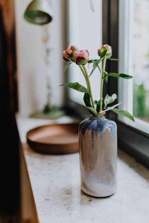 Peony flowers in vase