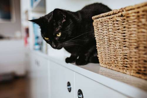 Black cat by a wicker basket on a white bookcase shelf
