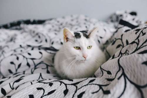 Portraits of white sad cat