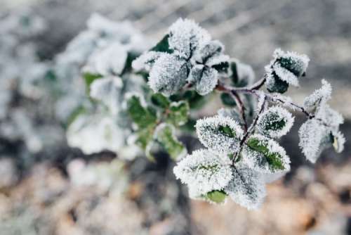 Detail of leaves covered in frost