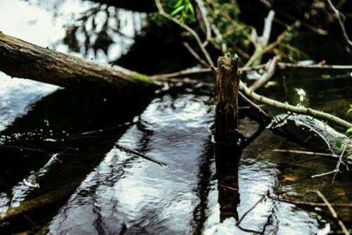 River reflection in the middle of the forest