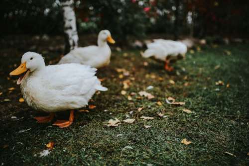 White ducks on the grass