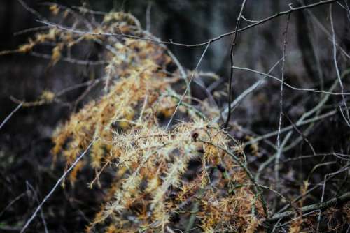 A walk in an autumn forest