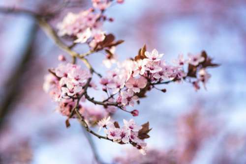 Pink spring flowers