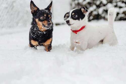 Two small dogs are playing on fresh snow