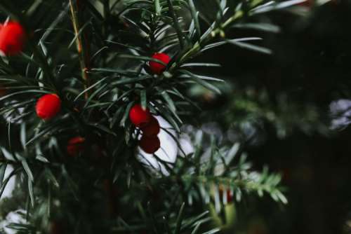 Close-ups of needle and fruit on trees