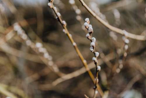 Fresh spring catkin branches