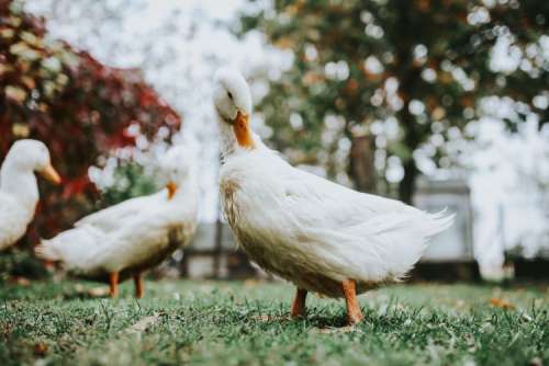 White ducks on the grass