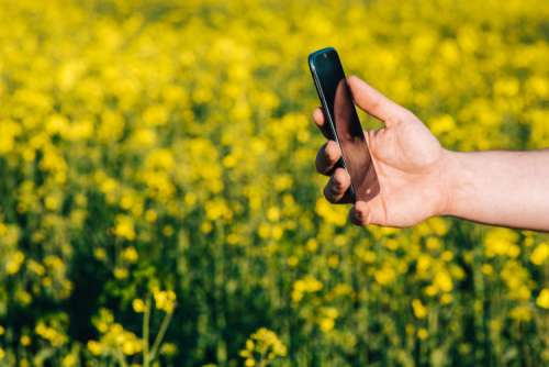 Laptop computer, mobile phone and spring rapes field