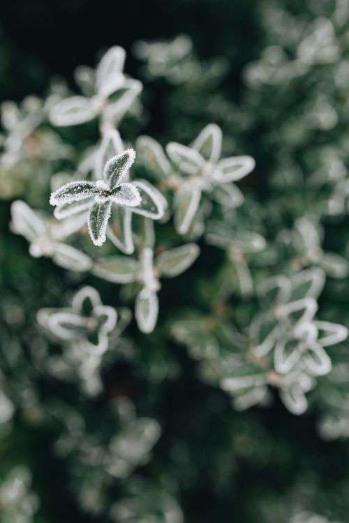 Frozen leaves & twigs