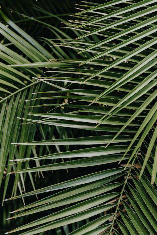 Tropical palm leaves, floral pattern background