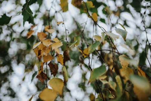 Close-ups of leaves on trees