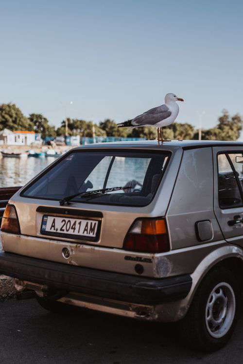 Seagull on a car roof