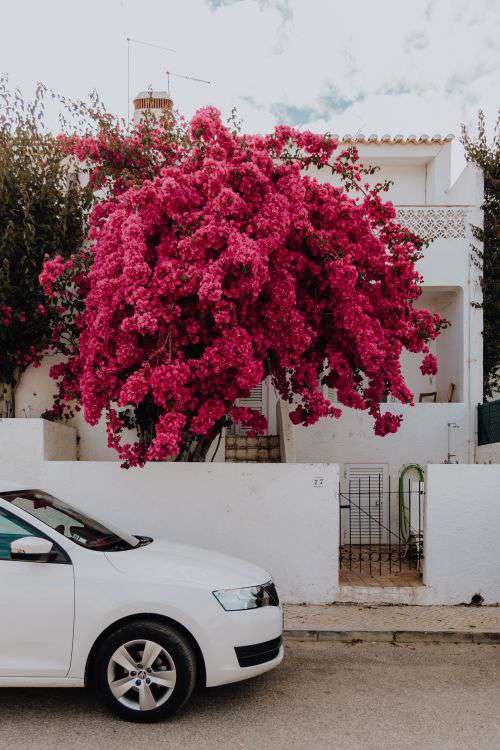 Pink bougainvillea flowers against the traditional Portuguese white house