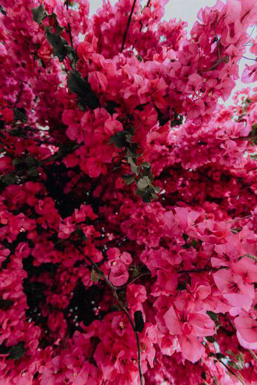 Pink bougainvillea flowers against the traditional Portuguese white house