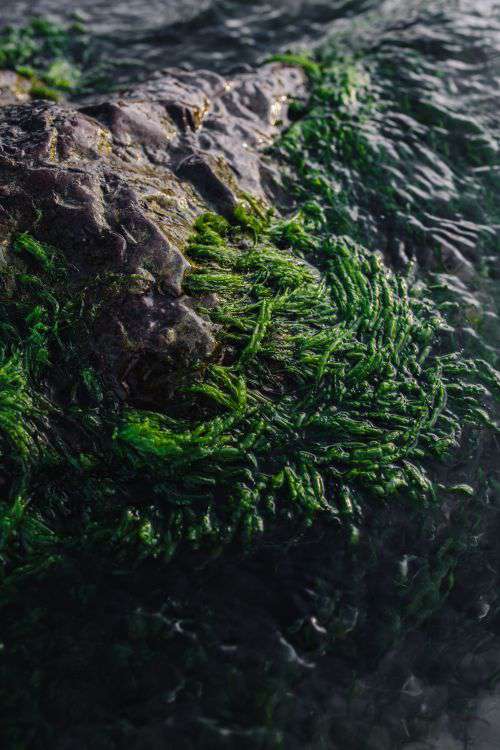 Seaweed covering a rocky beach