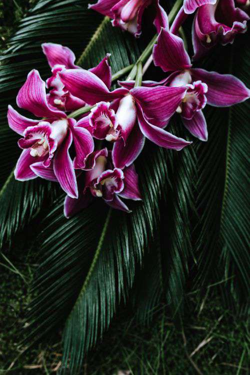 Tropical arrangement with dendrobium and sago palm