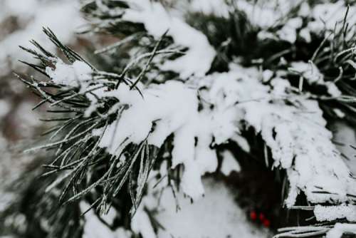 Close-ups of snowy trees