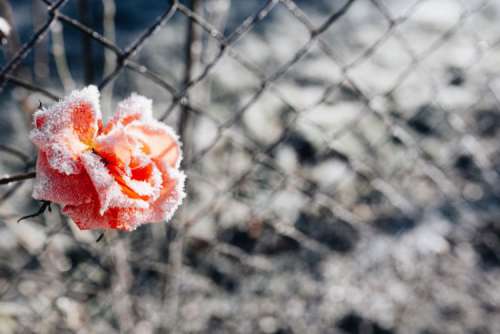 Frozen flower