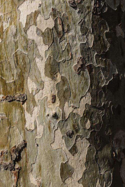 Tree trunks close-ups