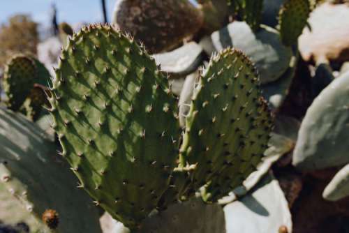 Plants of Naples