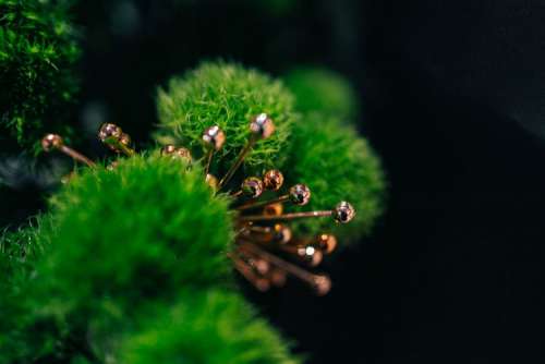 Close-ups of flowers and plants