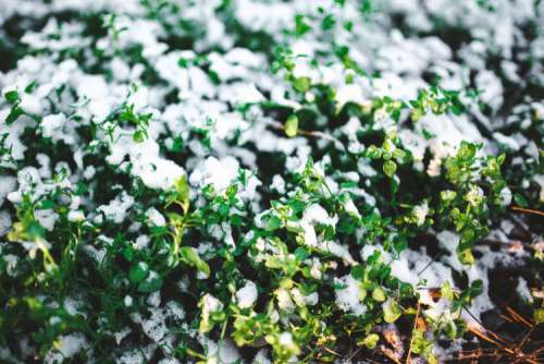 Close-ups of snowy trees