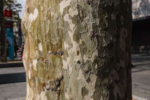 Tree trunks close-ups
