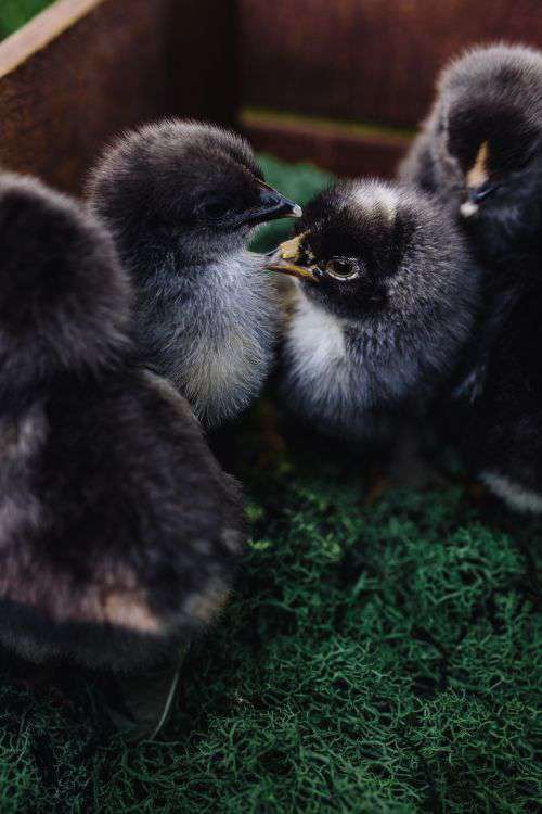 Black baby chicks
