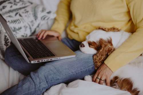 A woman in a yellow sweater with a sweet dog uses a laptop
