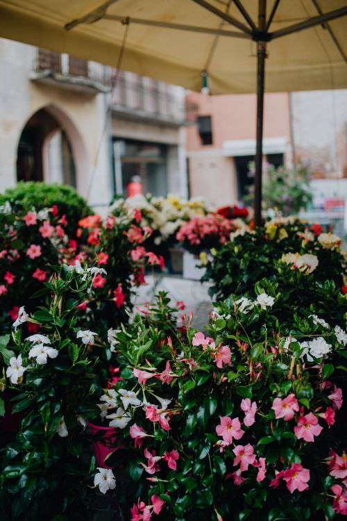 Flower shop in Castelfranco Veneto, Italy