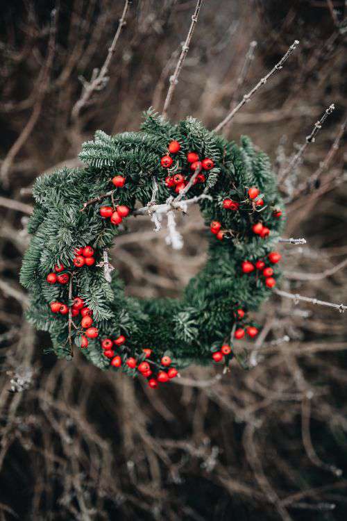 A Very Merry Fresh Holly Wreath for Christmas