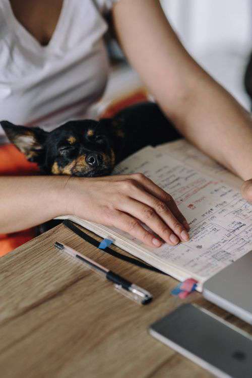 Woman working on her laptop with her dog