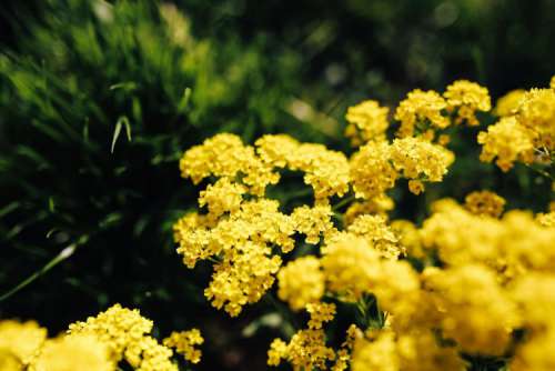 Small yellow flowers